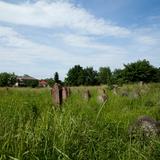 Image: Jewish cemetery in Żabno