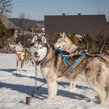 Image: Rocking dogs - dog sledding and dogotherapy in Podwilk