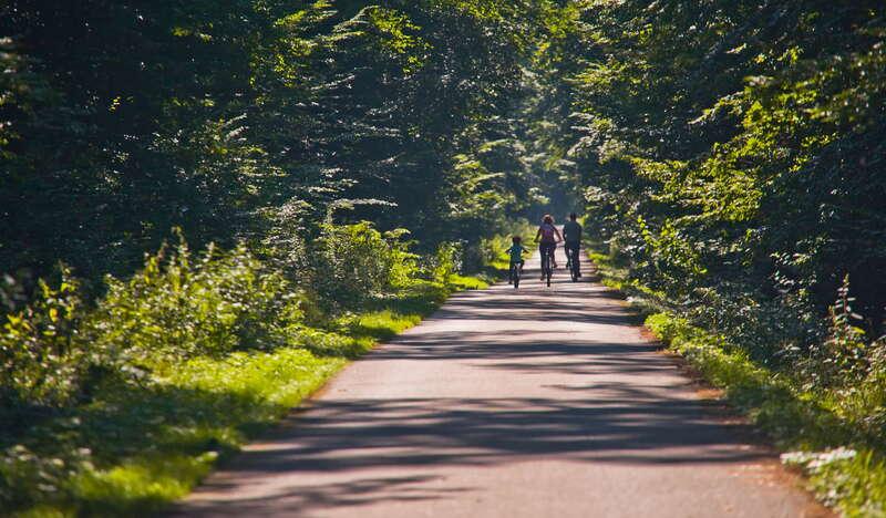 Rodzina na rowerach na ścieżce  w lesie.
