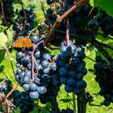 Kiść ciemnych winogron na krzewie winorośli, pośród innych krzewów w Winnicy Fritz. Na niej spoczywa pomarańczowy motyl.