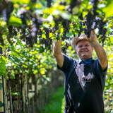Uśmiechnięty właściciel Winnicy Fritz w fartuszku z logo obiektu zbierający owoce pośród zielonych krzewów z kiściami ciemnych winogron.